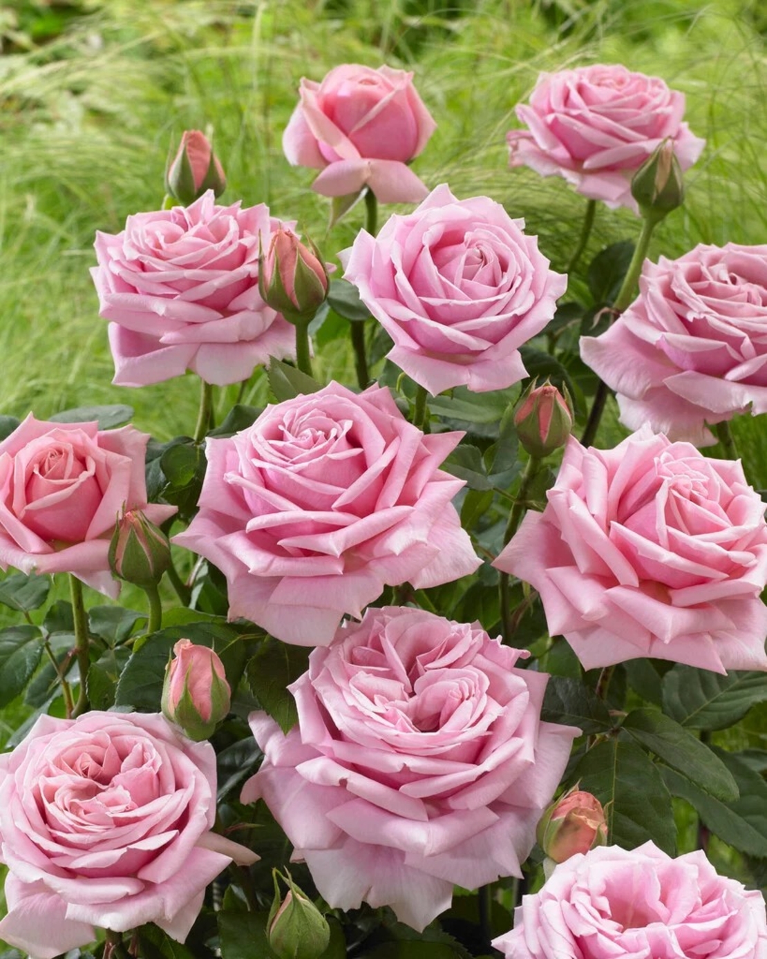 FREDERIC MISTRAL® Meitebros