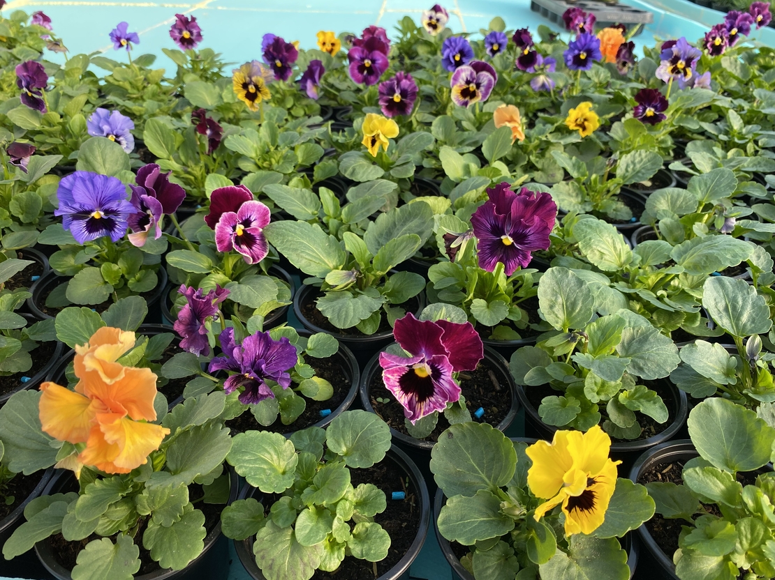 Къдрави теменужки