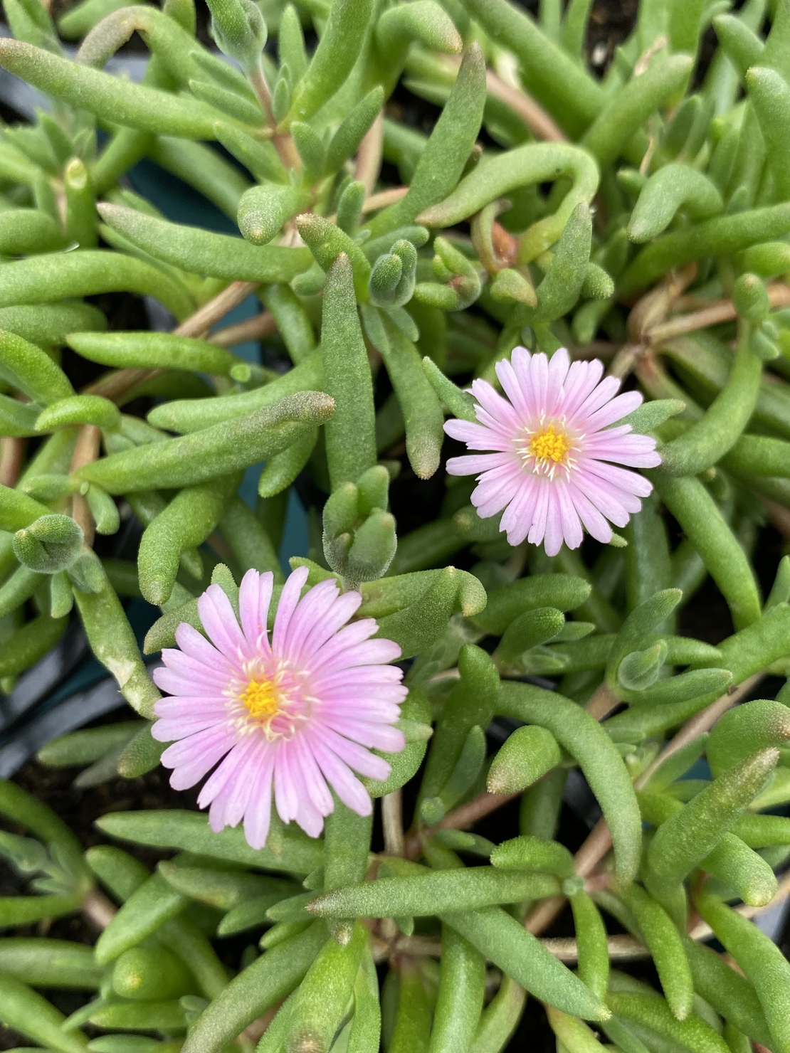 Делосперма