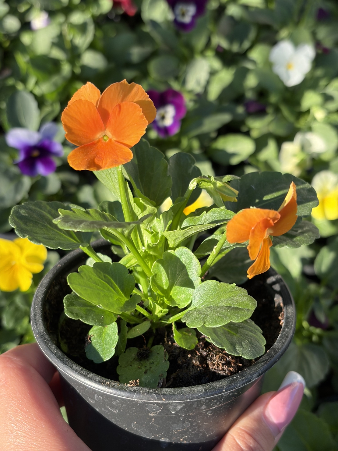 Мини теменужки микс (Viola Superba Mini)