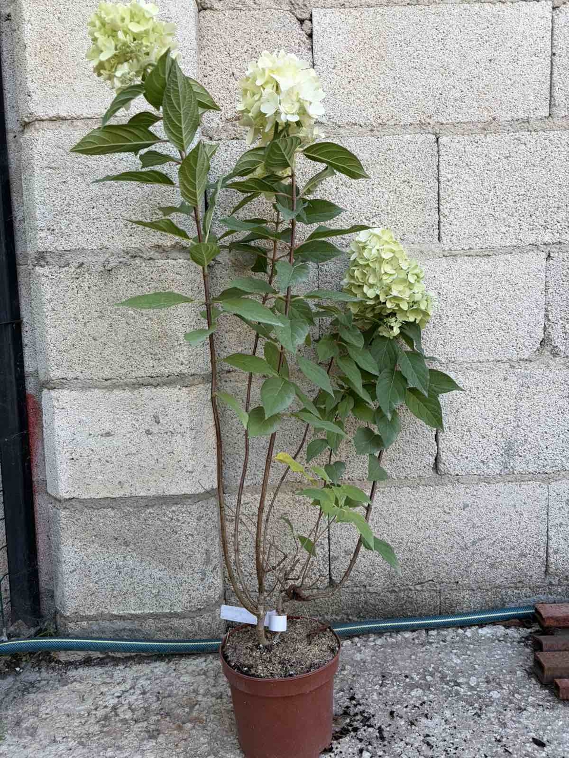 Hydrangea paniculata 'Vanille Fraise' - Хортензия метличеста „Vanille Fraise“