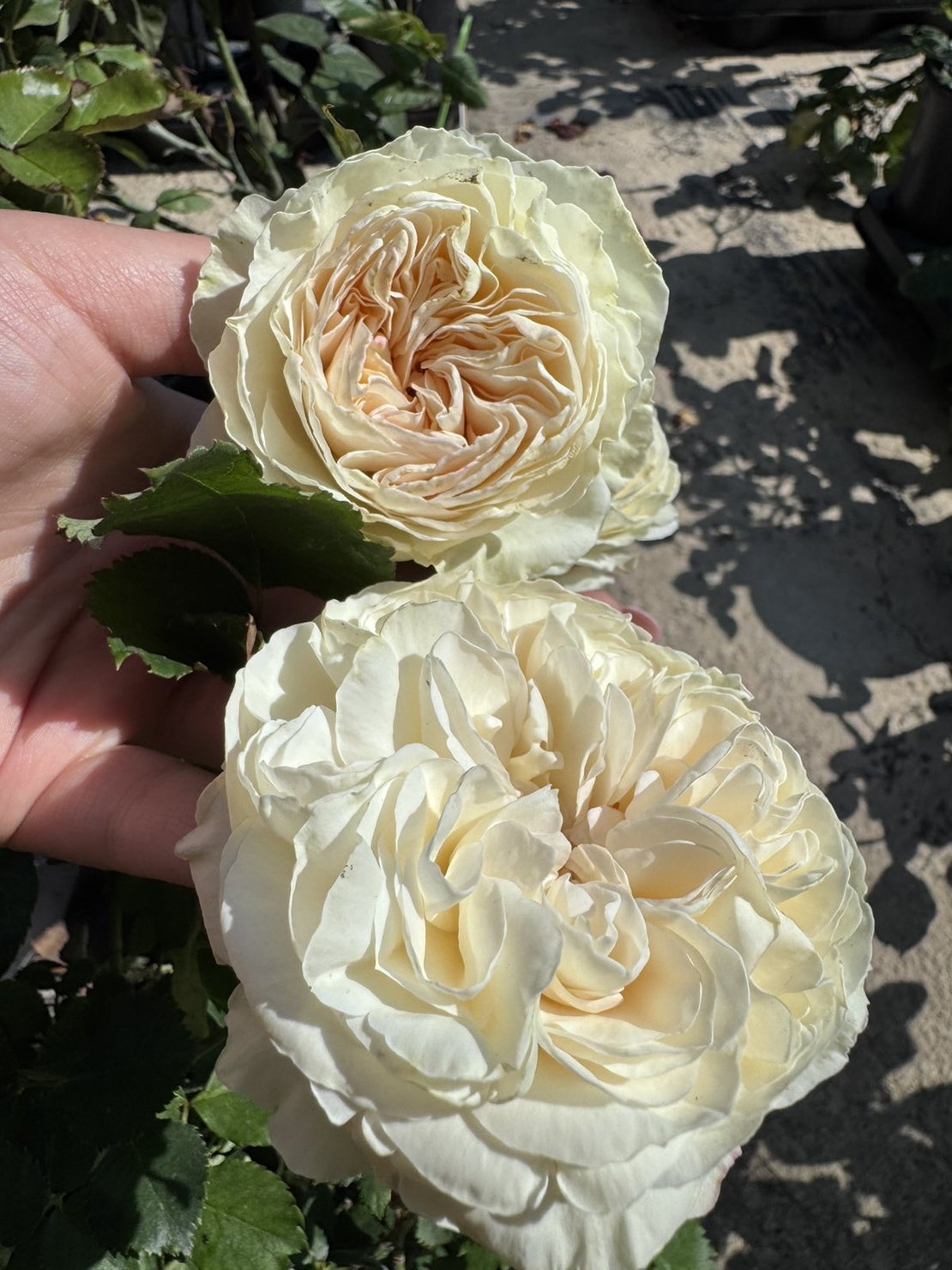 Palais Royal - White Eden Rose®