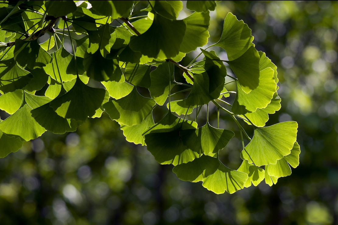 Гинко билоба (Ginkgo biloba)