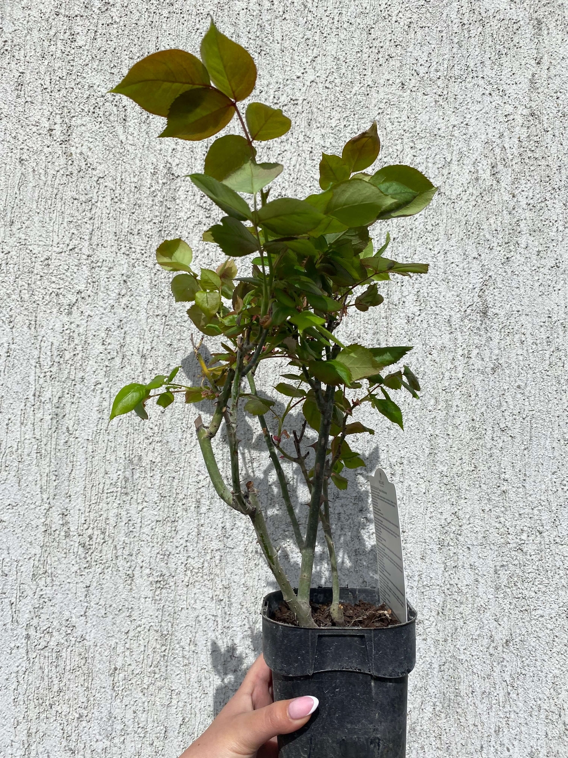 JULIO IGLESIAS® Meistemon
