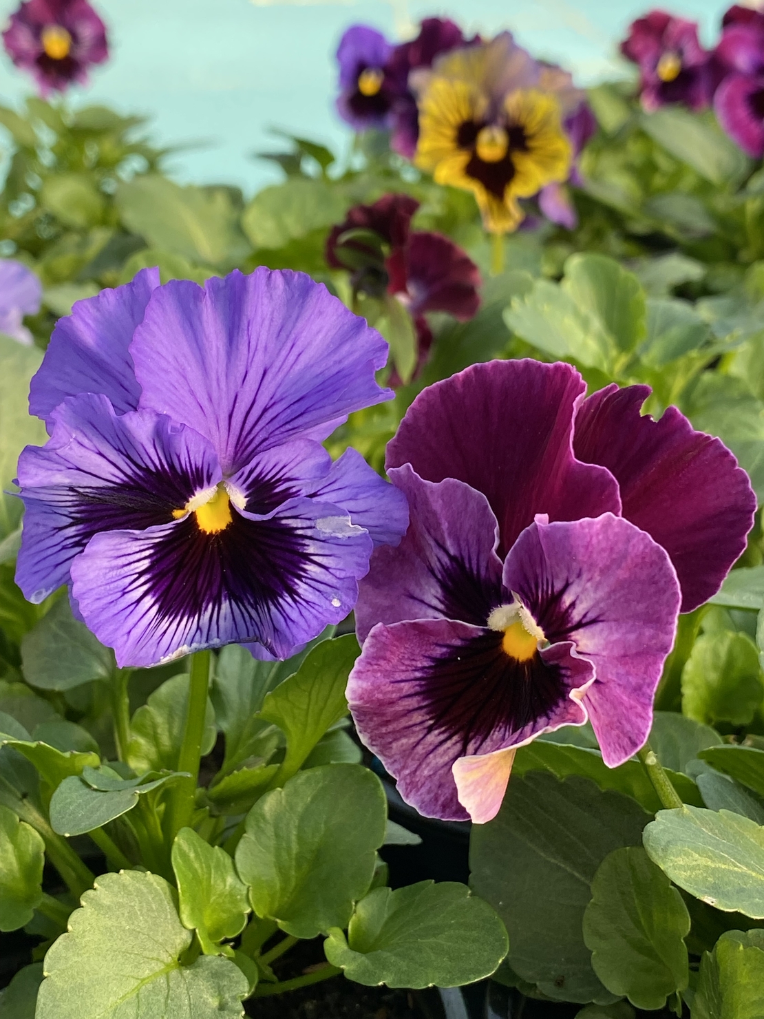 Къдрави теменужки