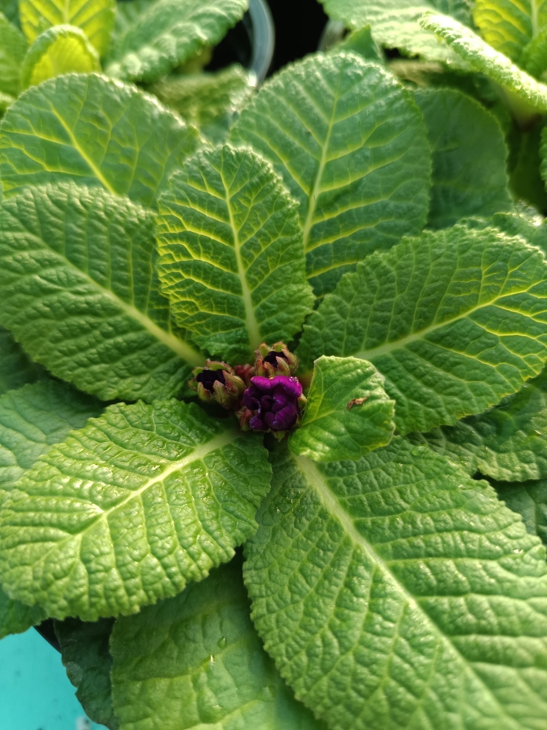 Едроцветна иглика - XL Mid Early Mix