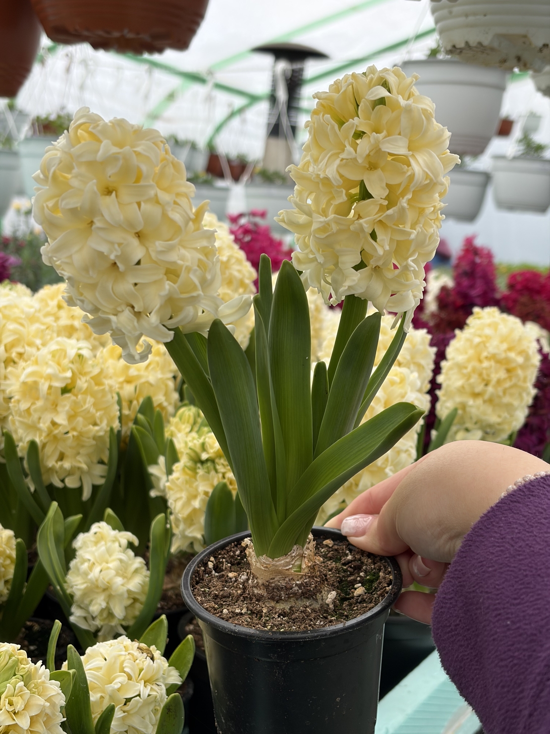 Зюмбюл City of Haarlem в саксия - единичен