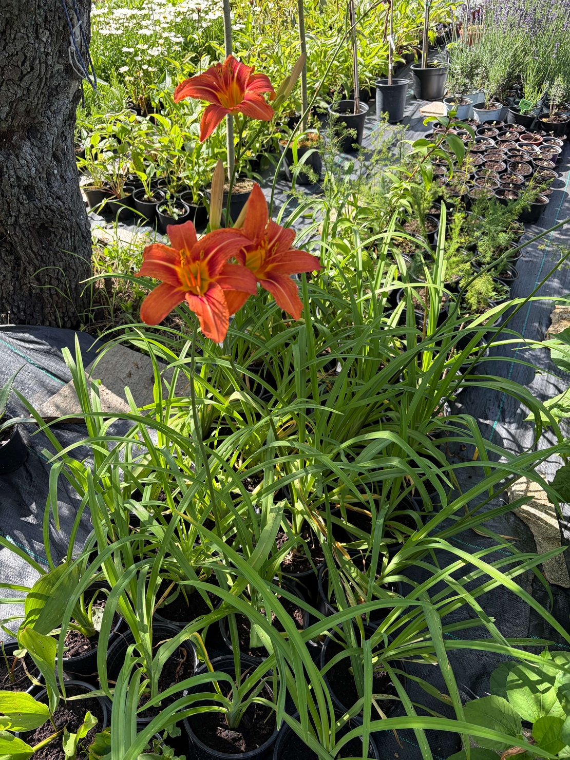 Хемерокалис (Hemerocallis)