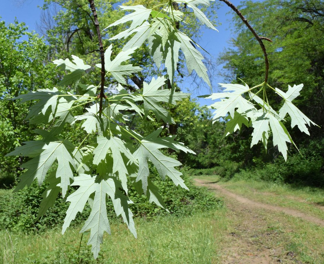 Канадски клен (Acer saccharinum)