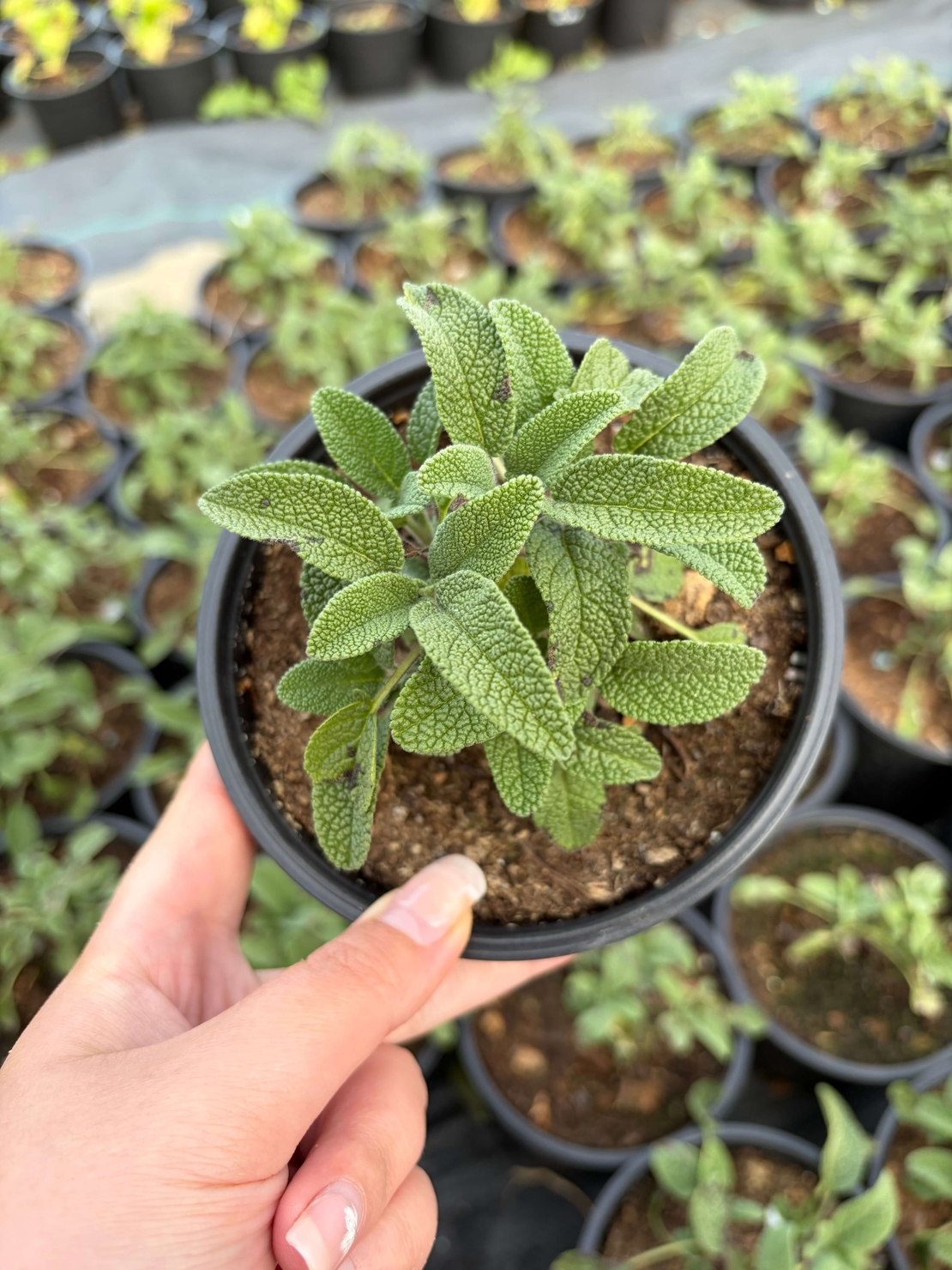 Салвия / Salvia forte imp.