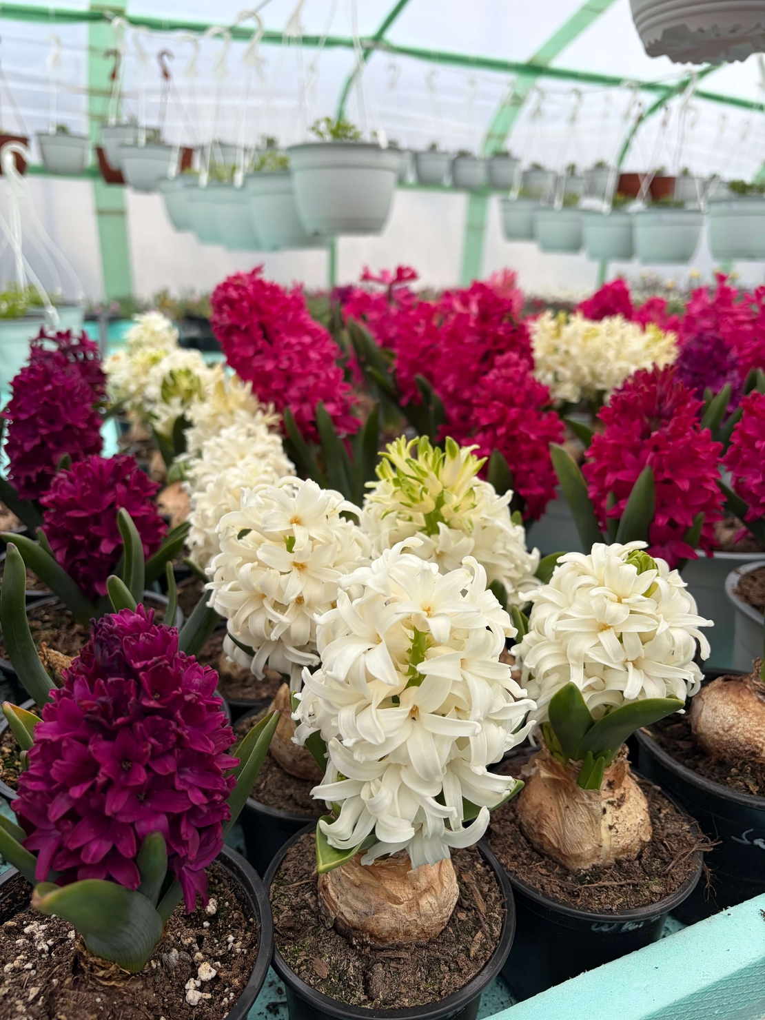 Зюмбюл White Pearl в саксия - единичен