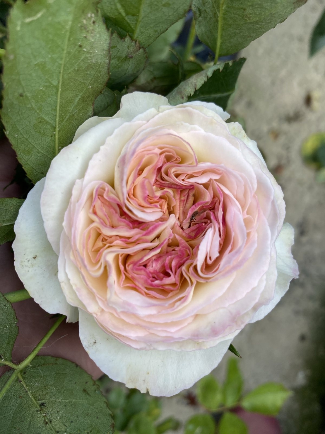 Palais Royal - White Eden Rose®