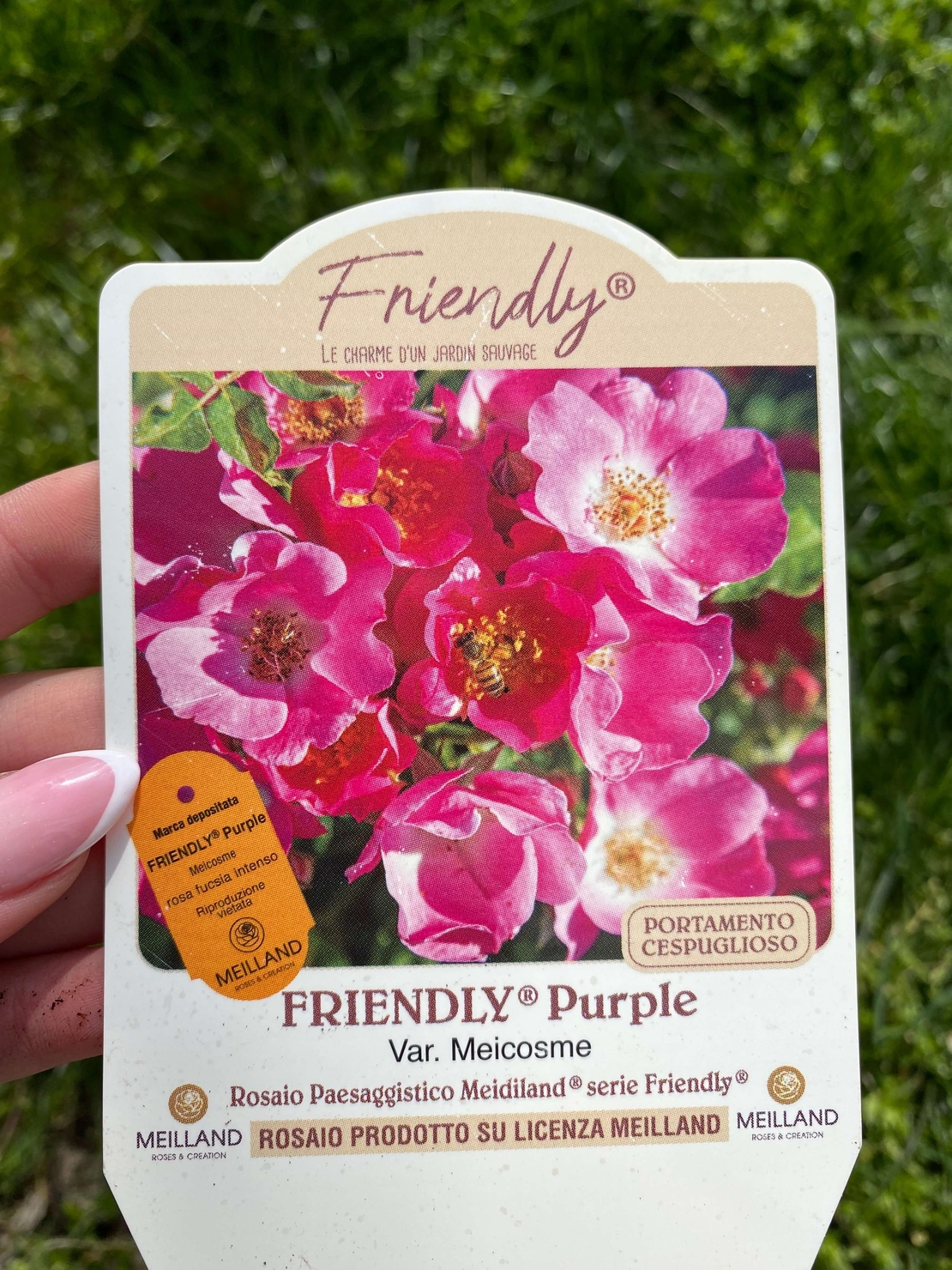 FRIENDLY ® Purple Meicosme