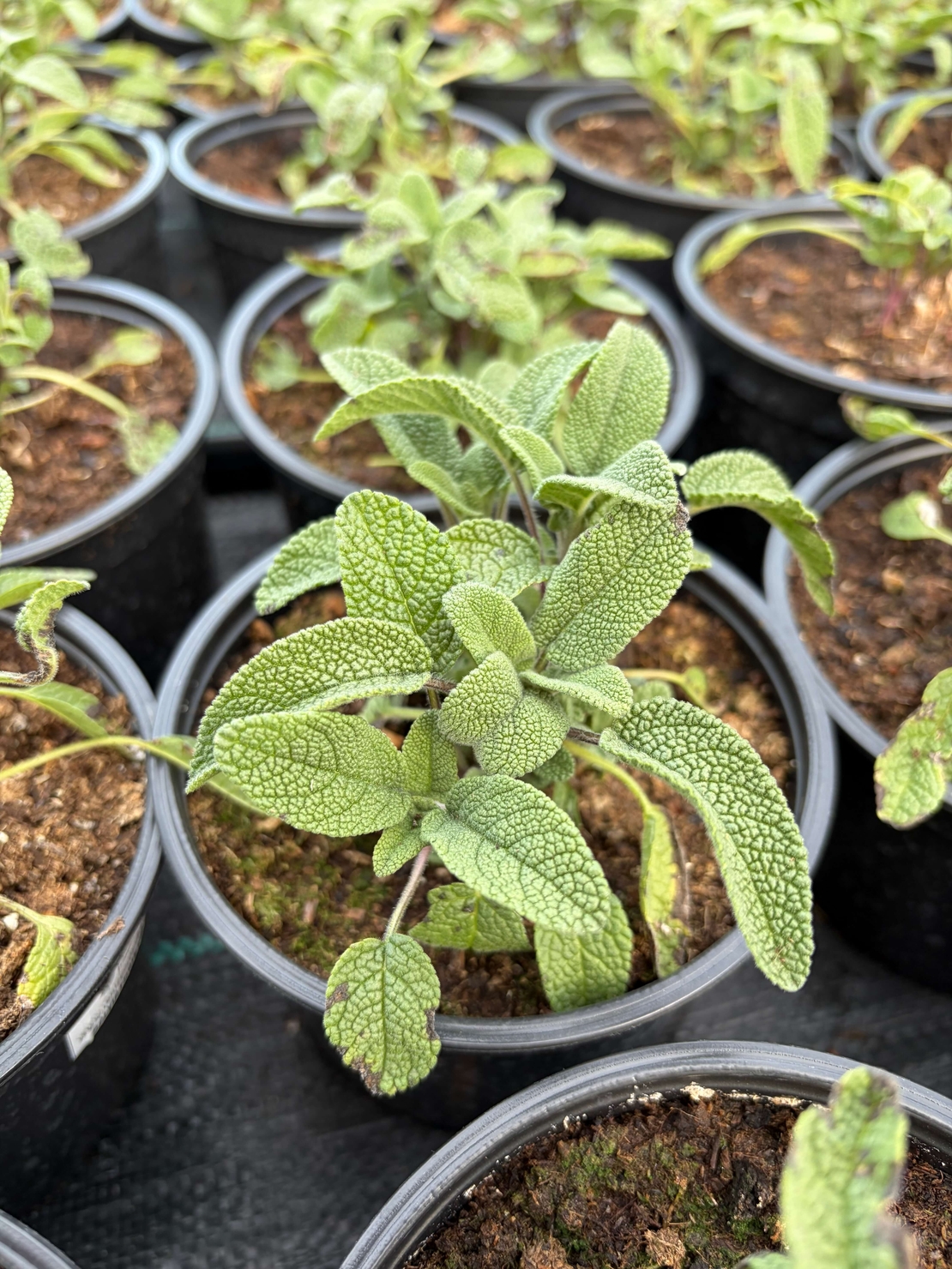Салвия / Salvia forte imp.