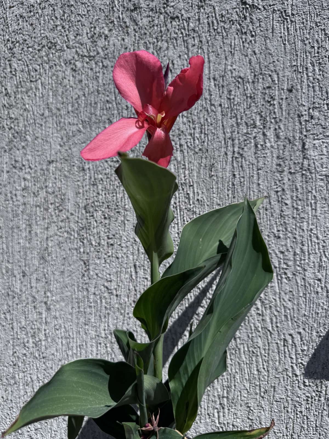 Кана / Canna CANNOVA