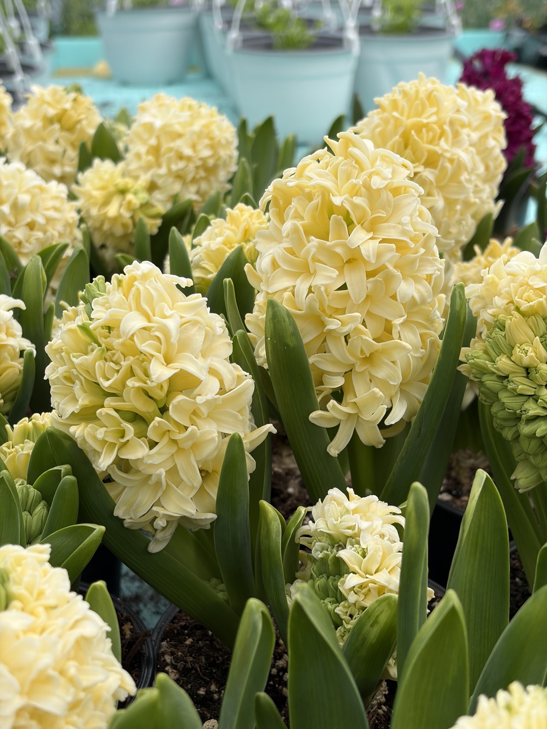 Зюмбюл City of Haarlem в саксия - единичен