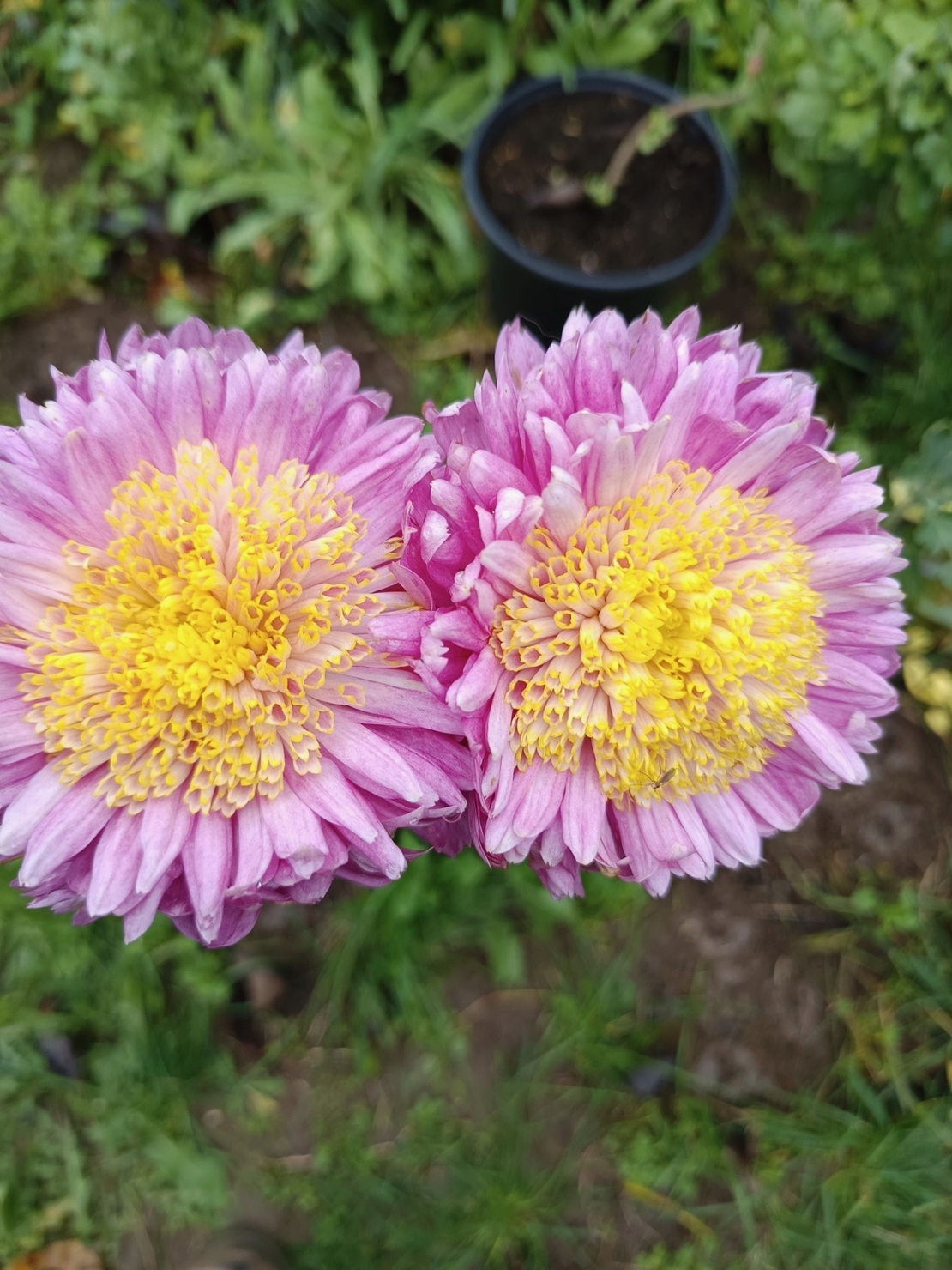 Високостебленa хризантемa Rosela Pink