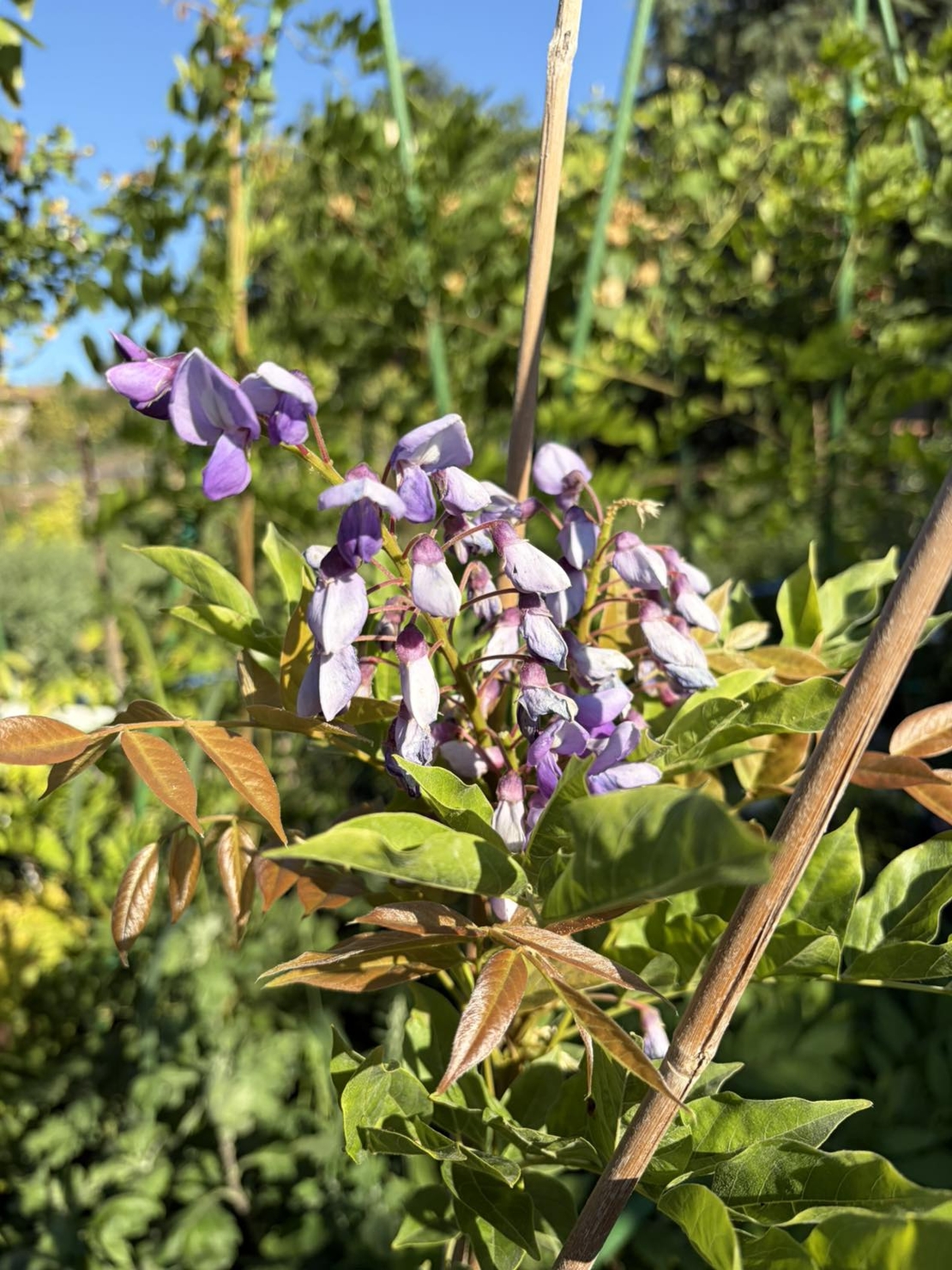 Глициния / Вистерия (Wisteria)