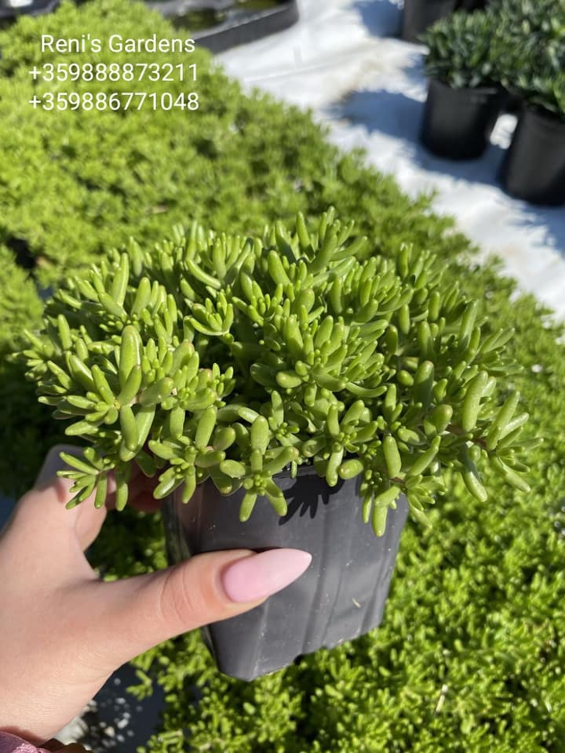 Седум коралов килим (Sedum album Coral Carpet)