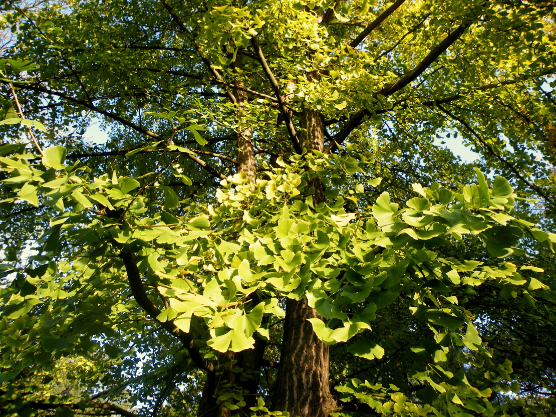 Гинко билоба (Ginkgo biloba)