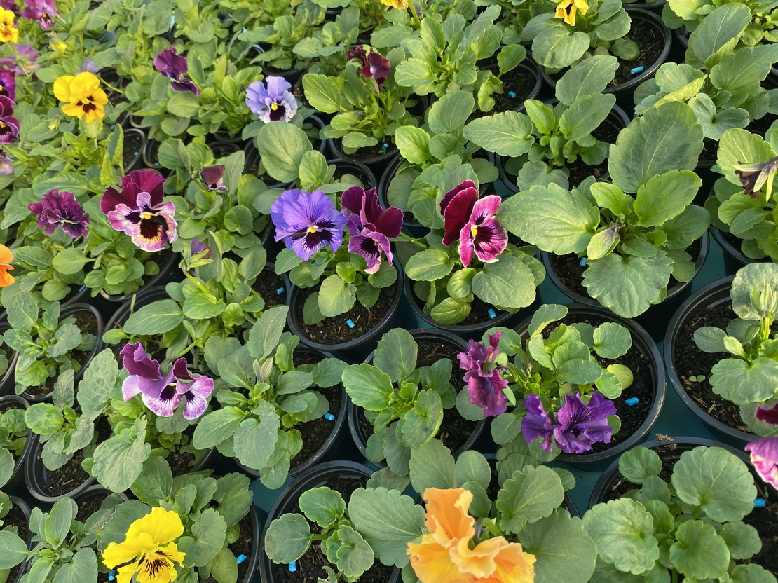 Къдрави теменужки