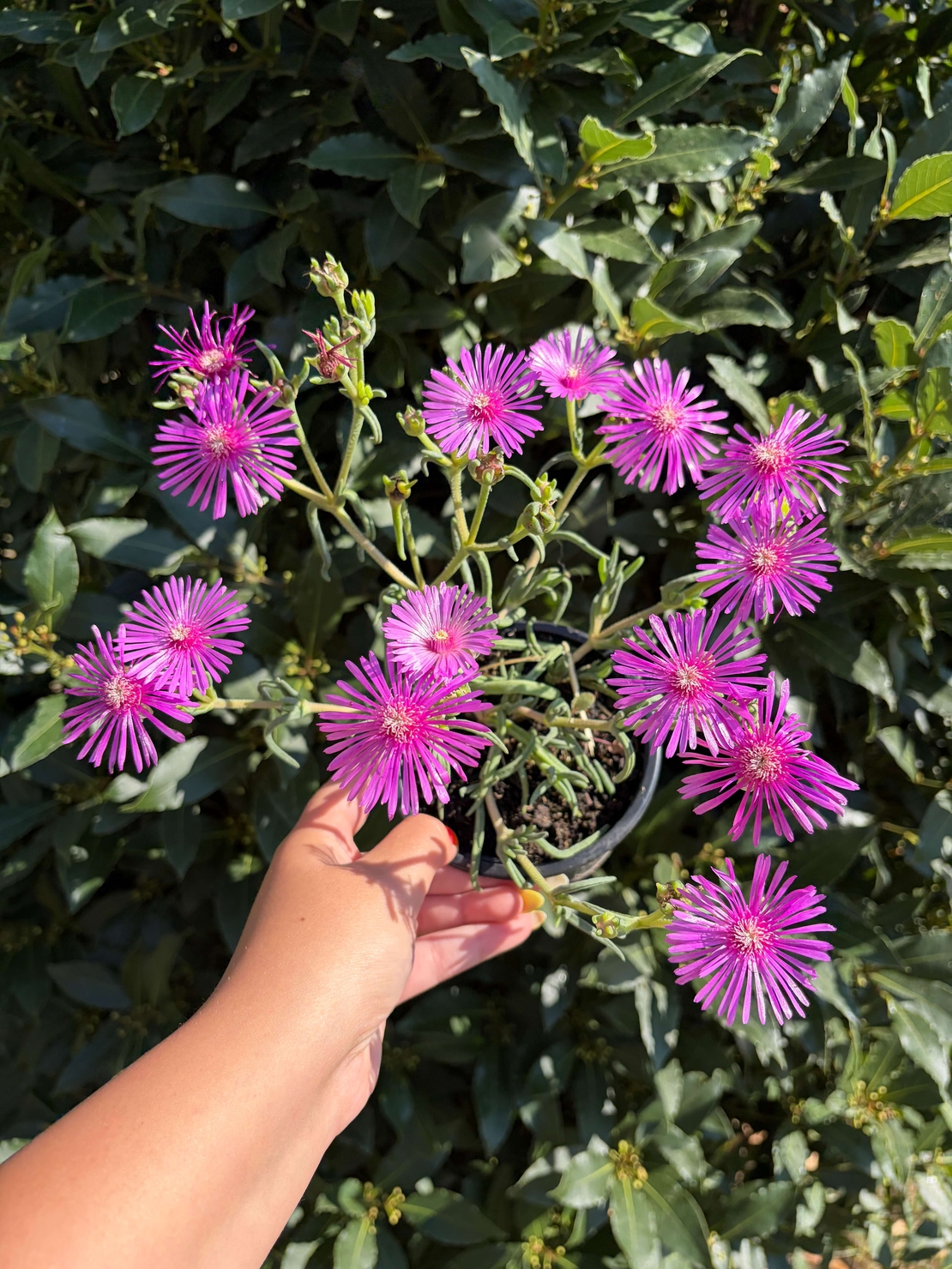 Delosperma cooperi – Делосперма Купера