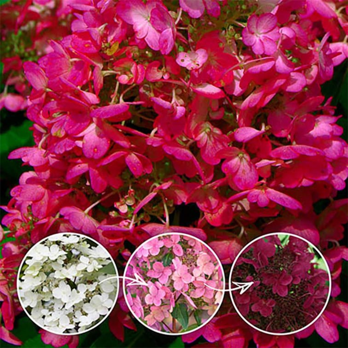Хортензия метличеста „Warm Red“ - Hydrangea paniculata 'Warm Red'