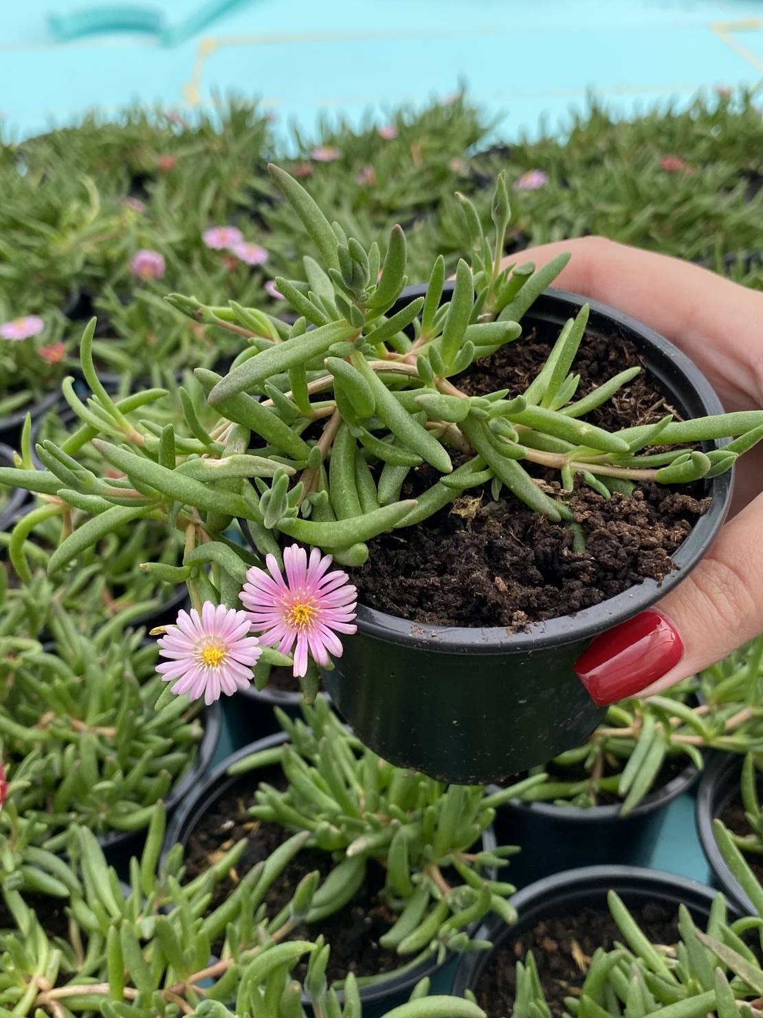 Делосперма