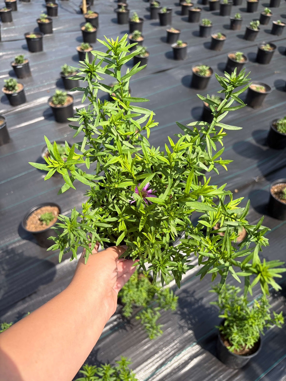 Астра Calypso (Callistephus chinensis 'Calypso') - кълбовидна астра