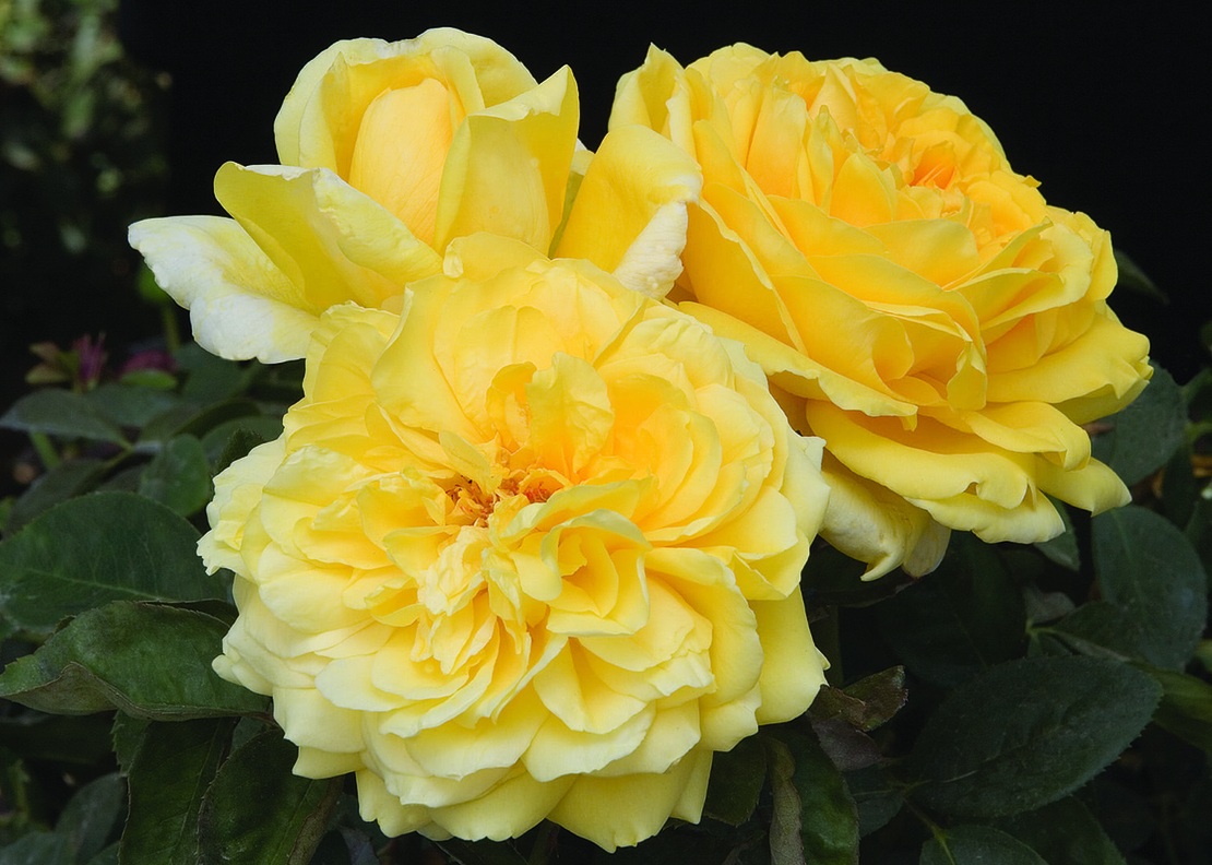 GINA LOLLOBRIGIDA® Meilivar