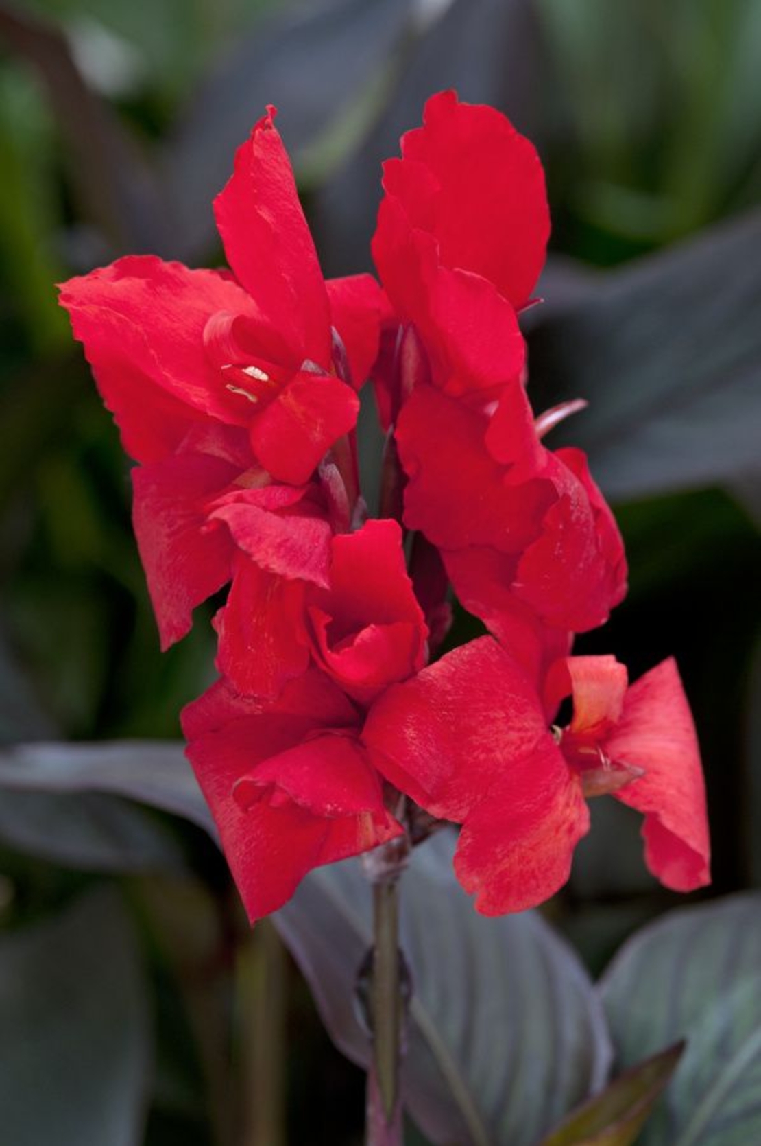 Кана / Canna CANNOVA