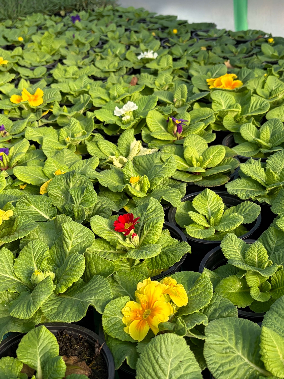 Едроцветна иглика - XL Mid Early Mix