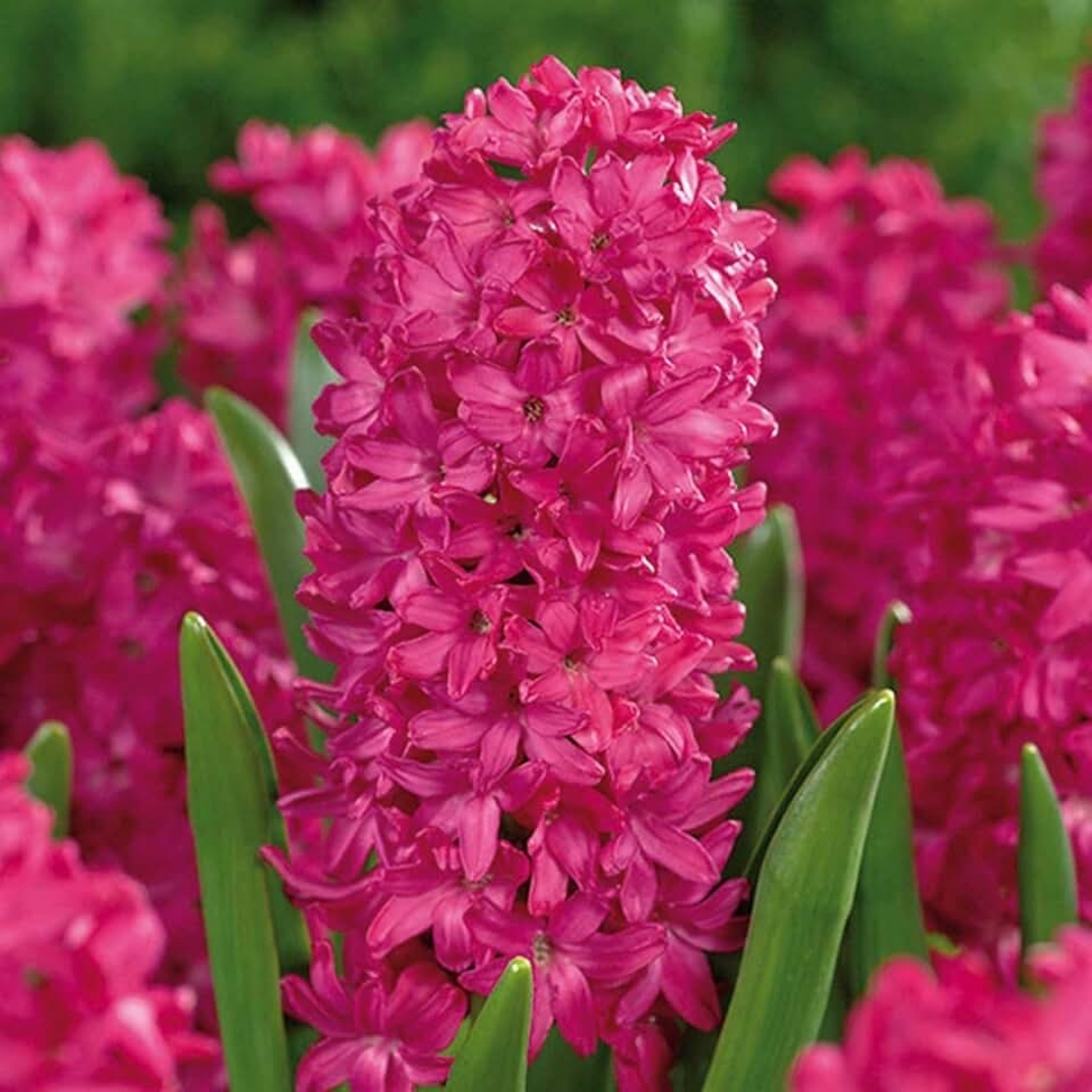 Луковици - Зюмбюли