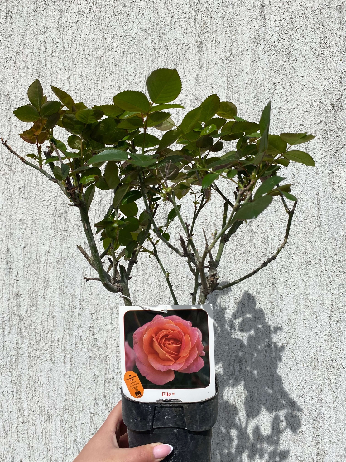 ELLE® Meibderos