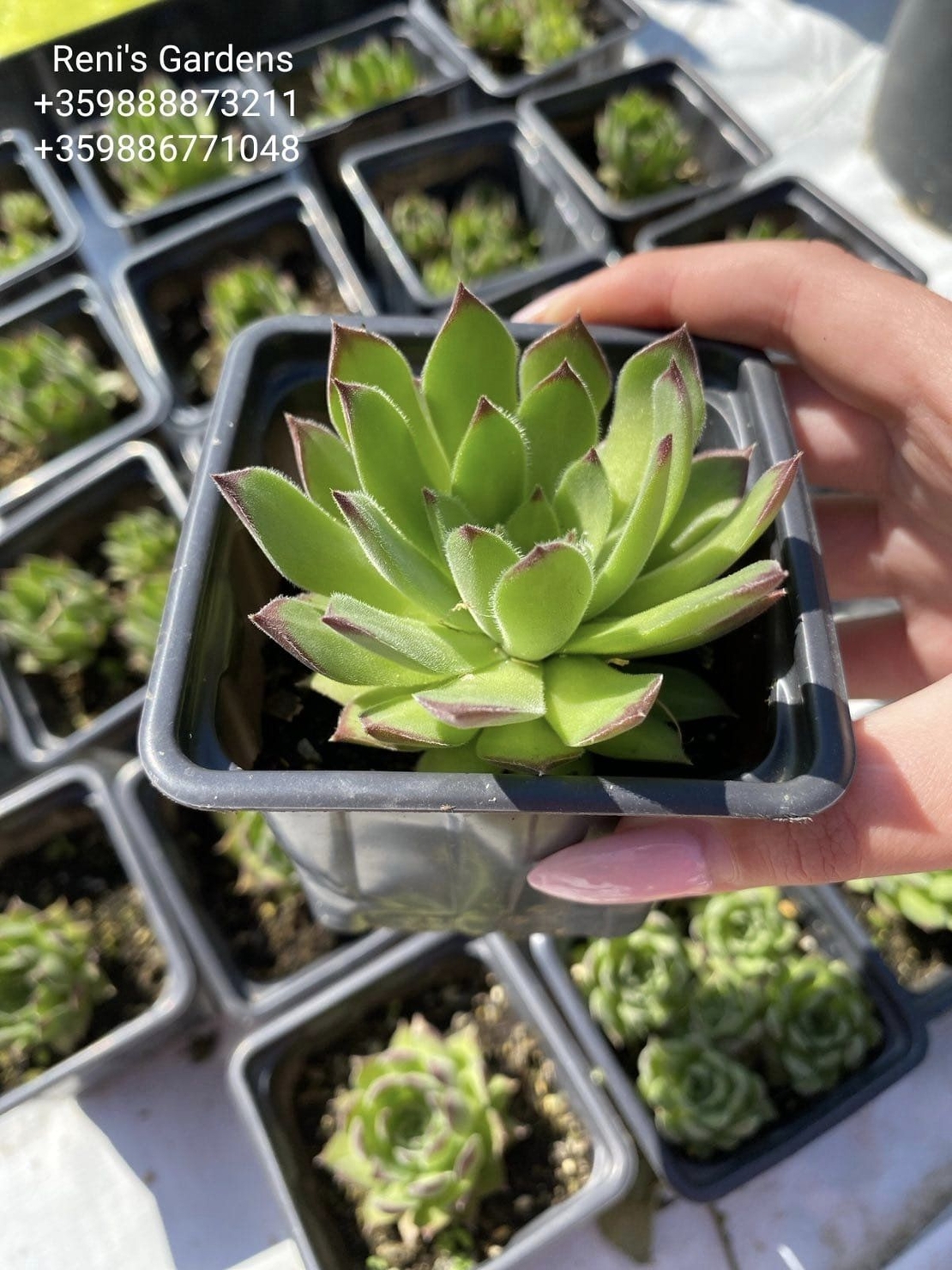 Семпервивум Рейнхард (Sempervivum Reinhard)