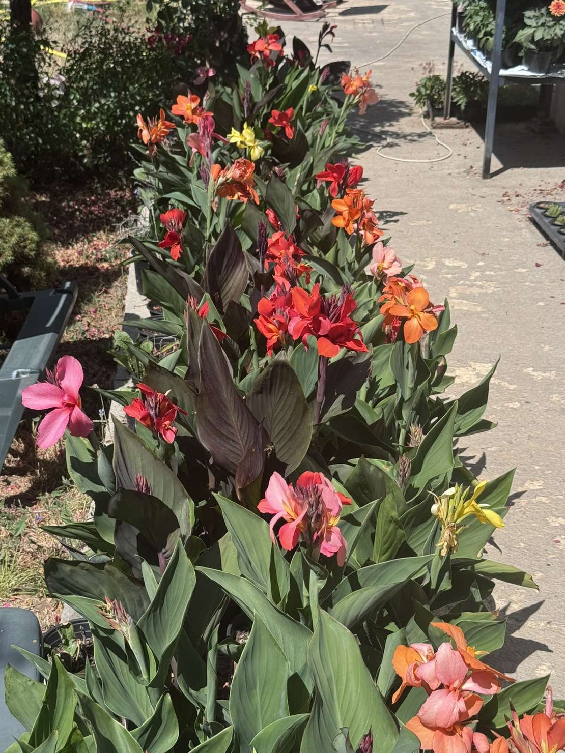 Кана / Canna CANNOVA
