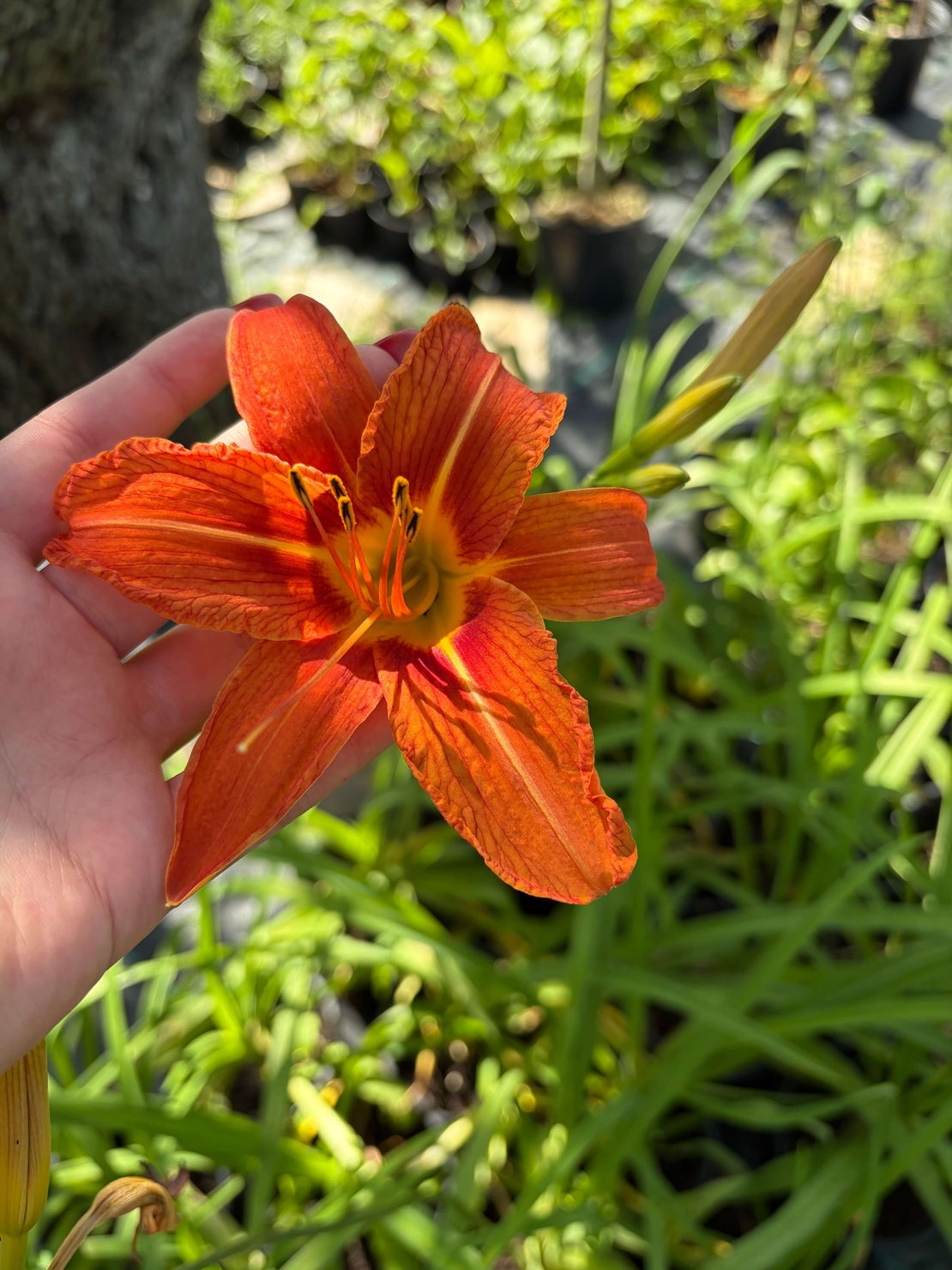 Хемерокалис (Hemerocallis)