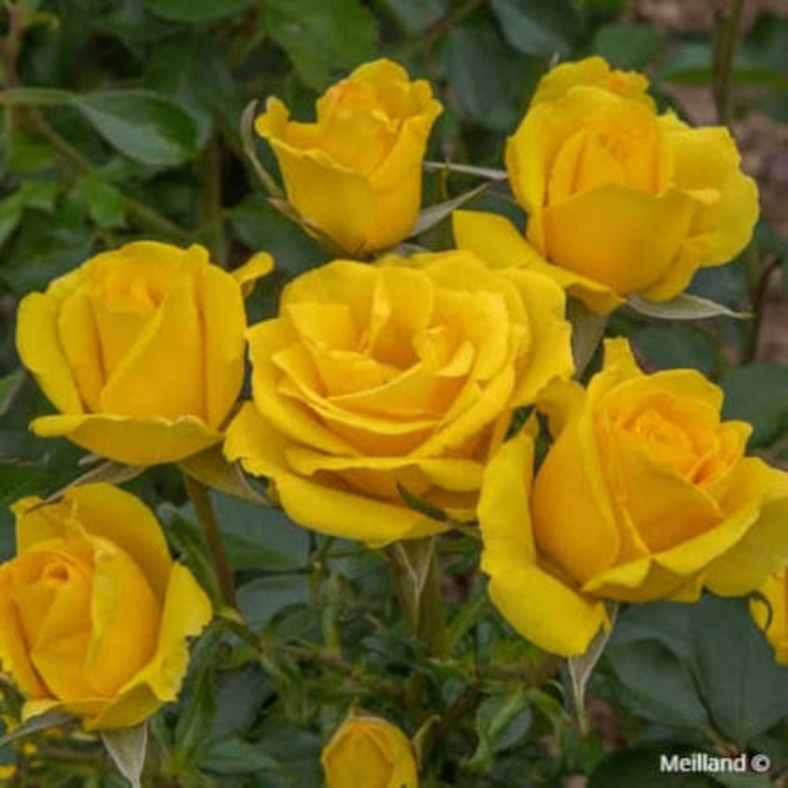 RAYON DE SOLEIL® (Golden Bonica®) Meianycid