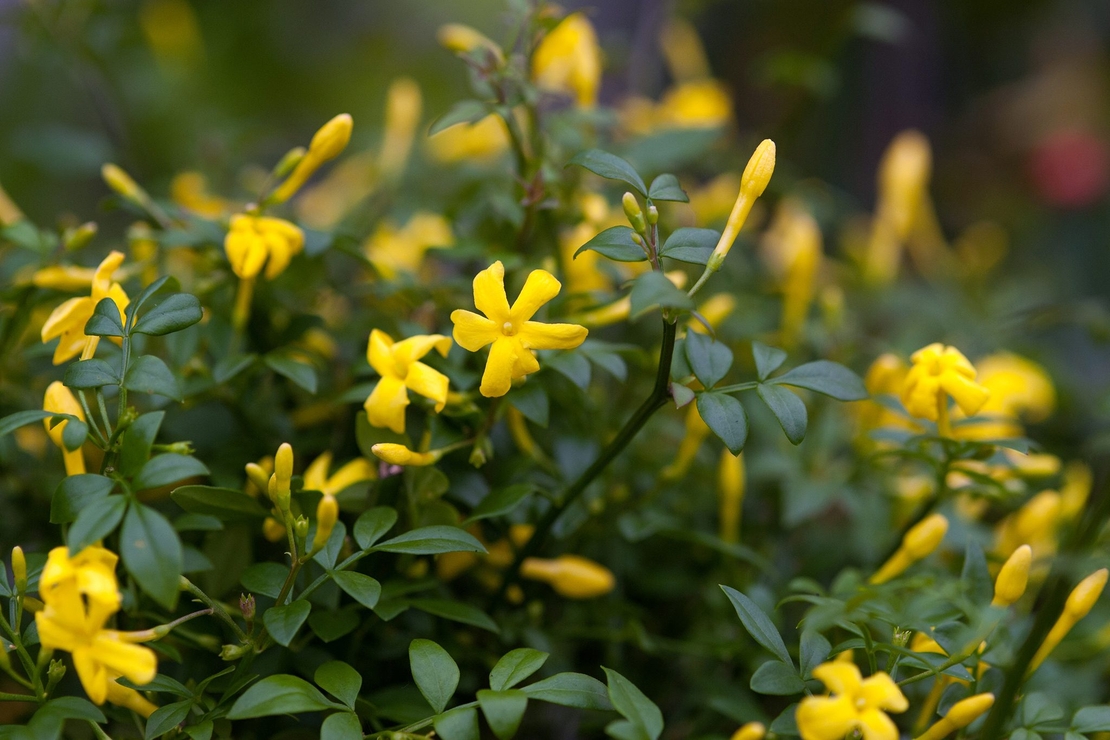 Храстовиден жасмин (Jasminum fruticans)