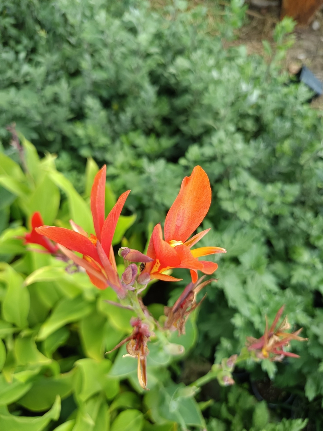 Кана индика (Canna Indica)
