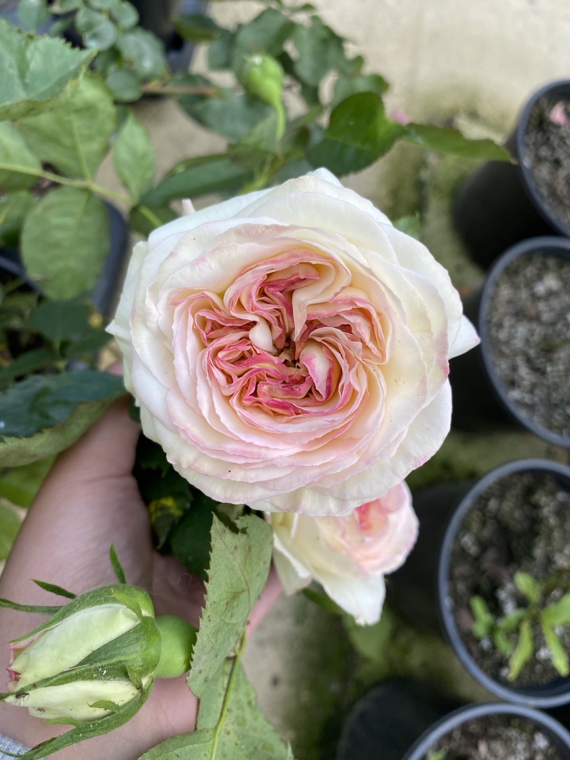 Palais Royal - White Eden Rose®