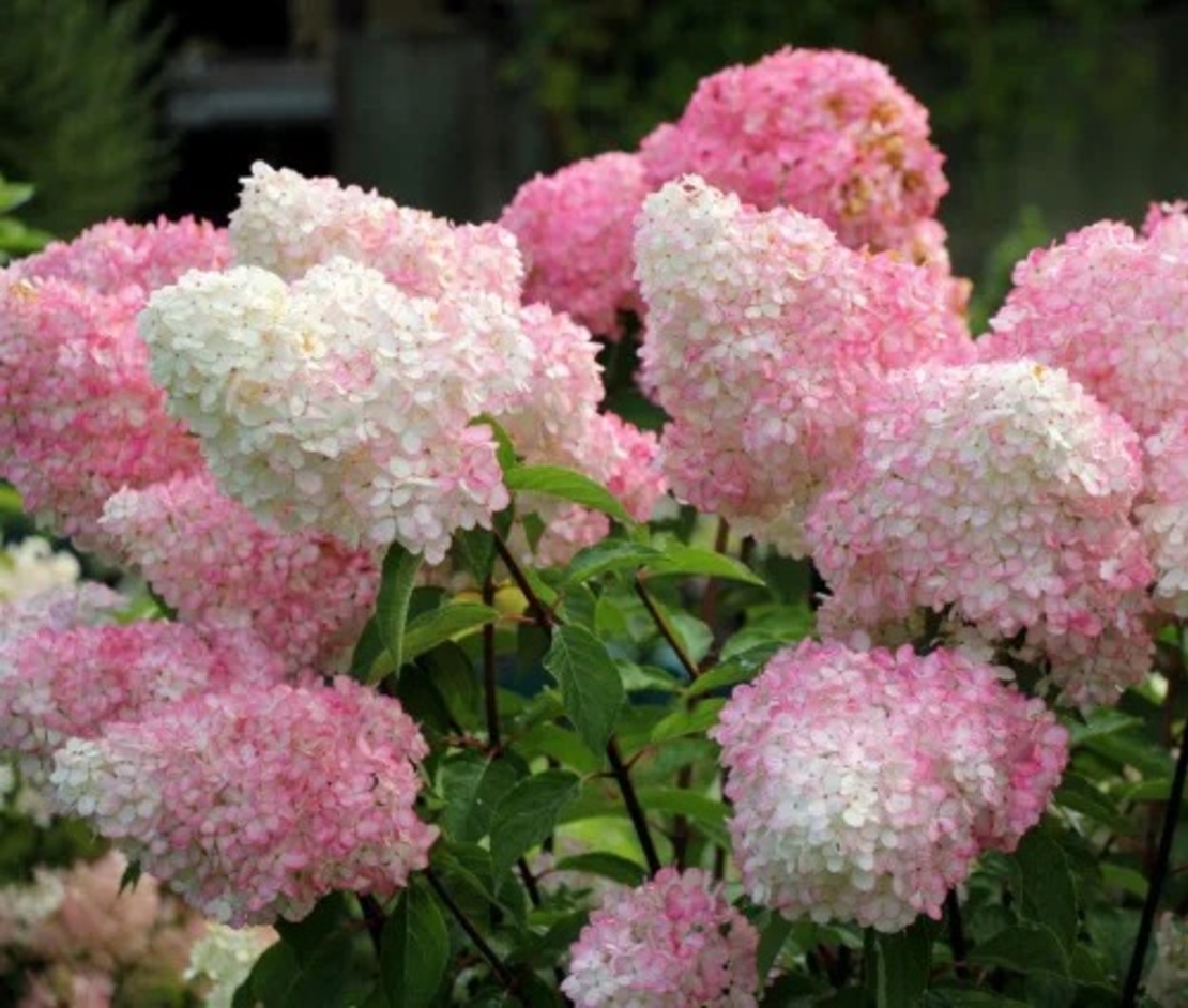 Hydrangea paniculata 'Vanille Fraise' - Хортензия метличеста „Vanille Fraise“