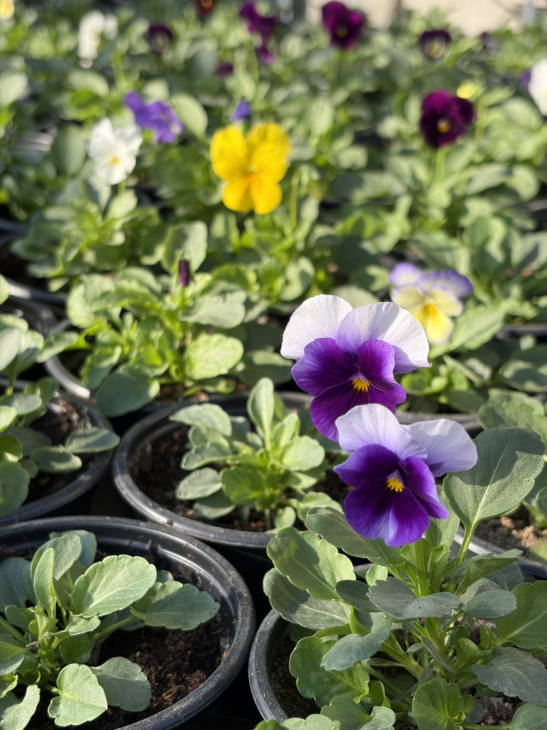 Мини теменужки микс (Viola Superba Mini)