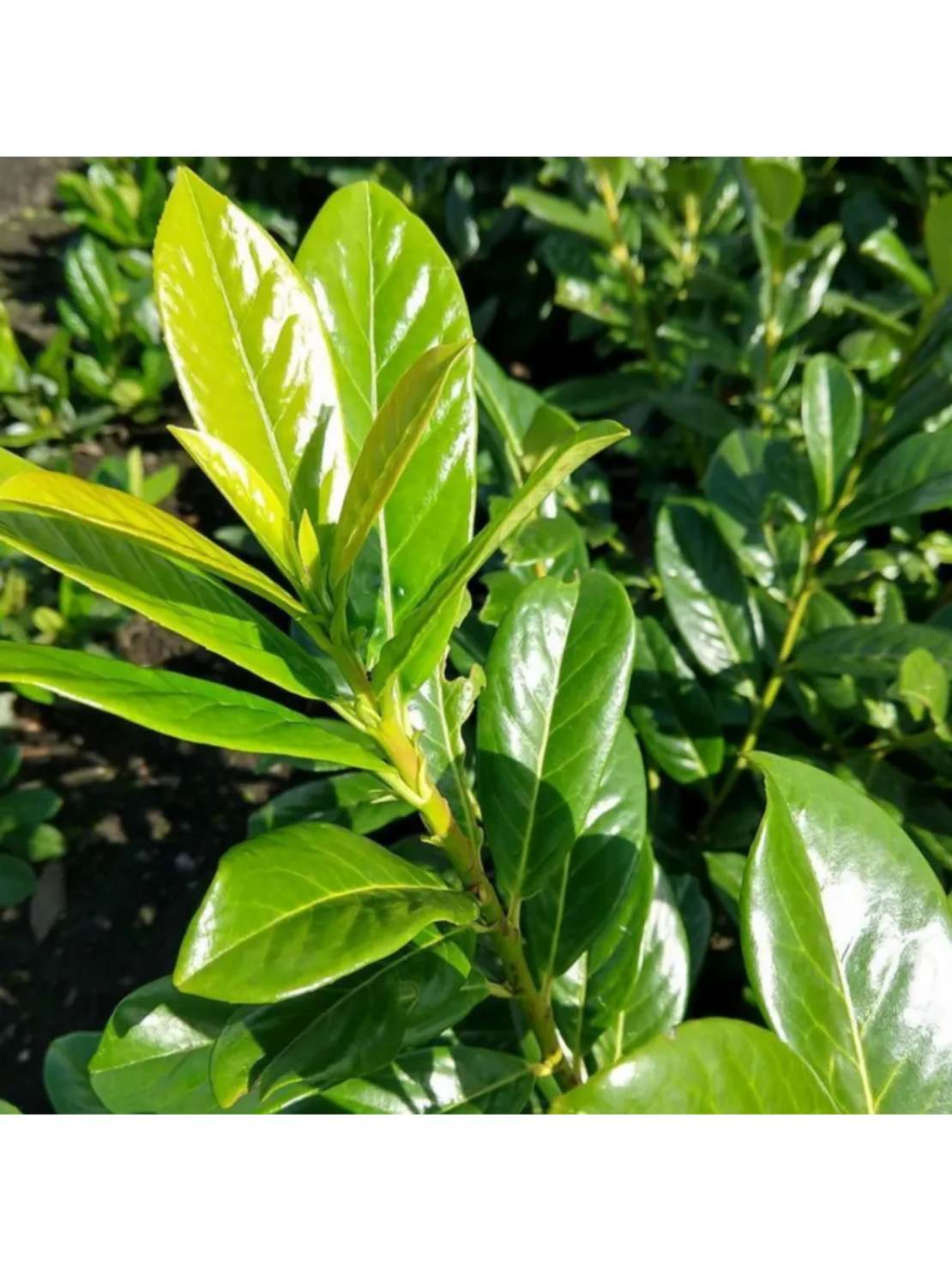 Лавровишна ‘Novita’ / Жив плет (Prunus laurocerasus ‘Novita’)