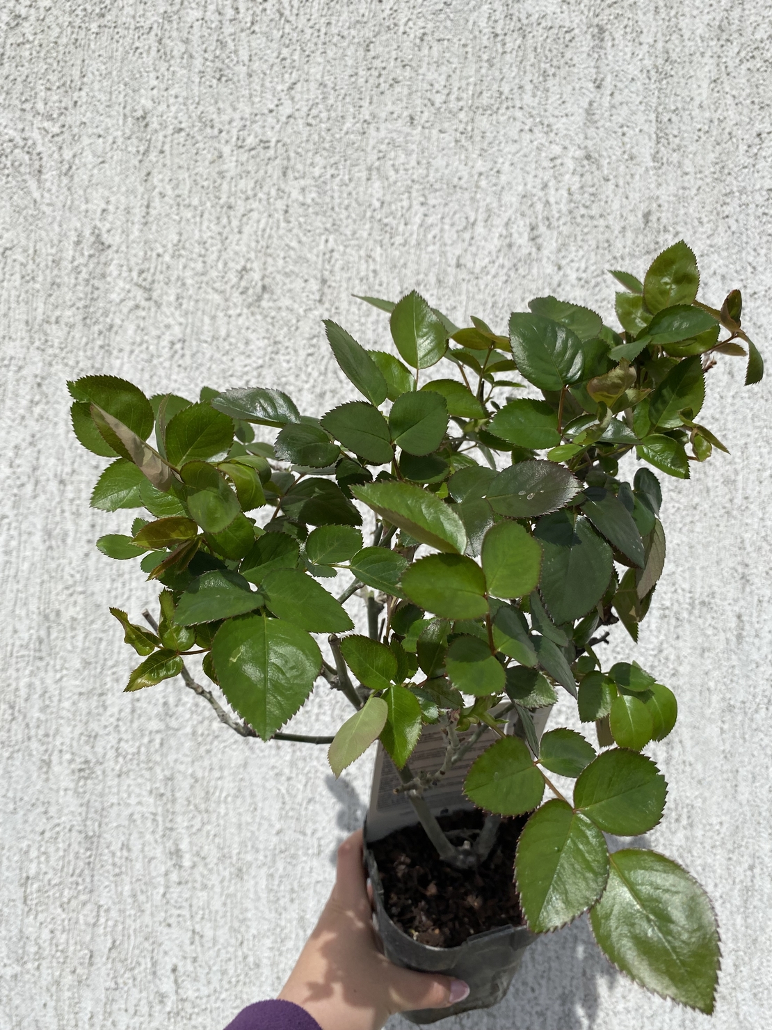 ELLE® Meibderos