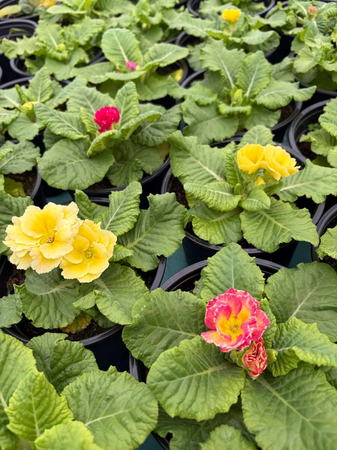 Кичеста иглика, тип розичка