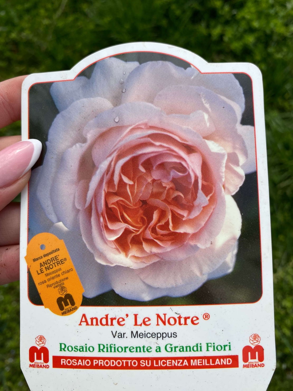 ANDRE LE NOTRE® Meiceppus