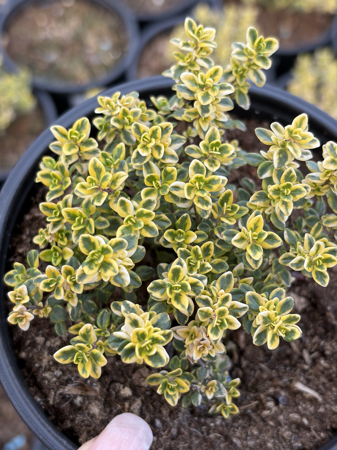 Мащерка / Timo limone variegato imp.&nbsp;
