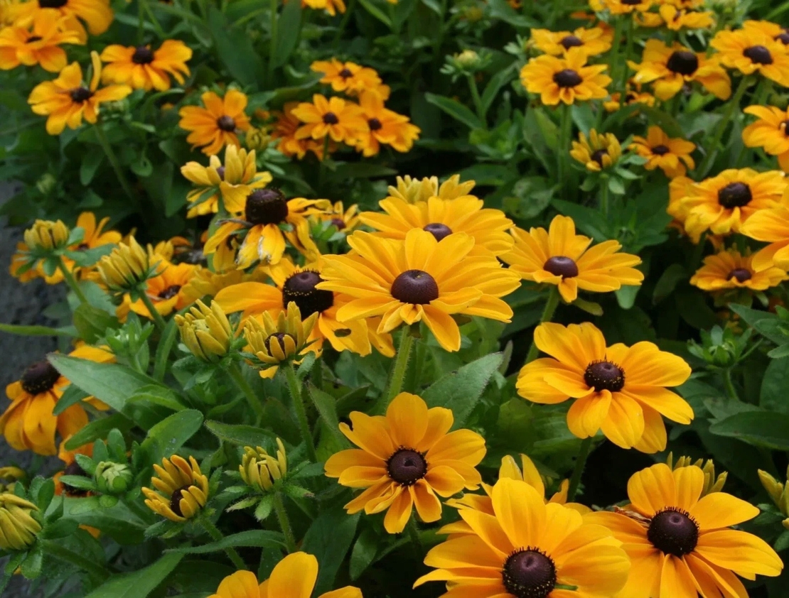 Рудбекия Toto Gold (Rudbeckia hirta Toto Gold)