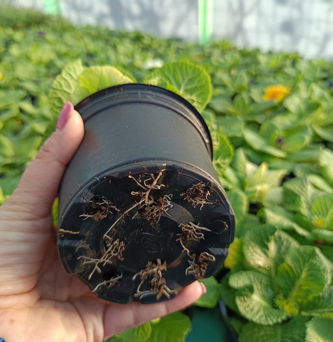 Едроцветна иглика - XL Mid Early Mix